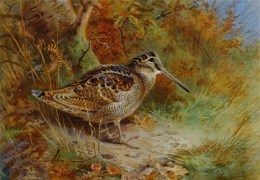 Paint By Number A Woodcock - Archibald Thorburn
