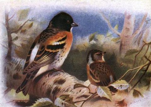 Paint By Number Brambling - Archibald Thorburn