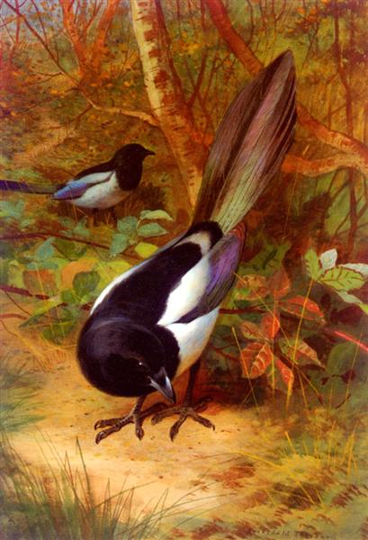Paint By Number Magpies - Archibald Thorburn