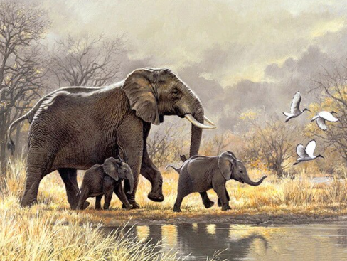 Wildlife Harmony Elephant and Babies