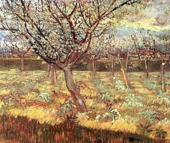 Apricot Trees In Blossom Ii By Vincent Van Gogh Paint By Number