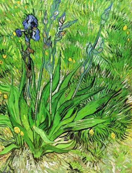 The Iris By Vincent Van Gogh Paint by Number