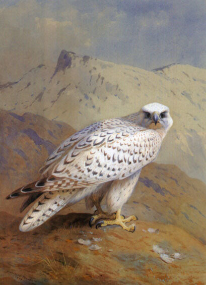 Paint By Number A Greenland, or Gyr Falcon - Archibald Thorburn