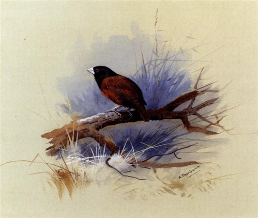 Paint By Number A Nepalese black headed nun in the branch of a tree - Archibald Thorburn