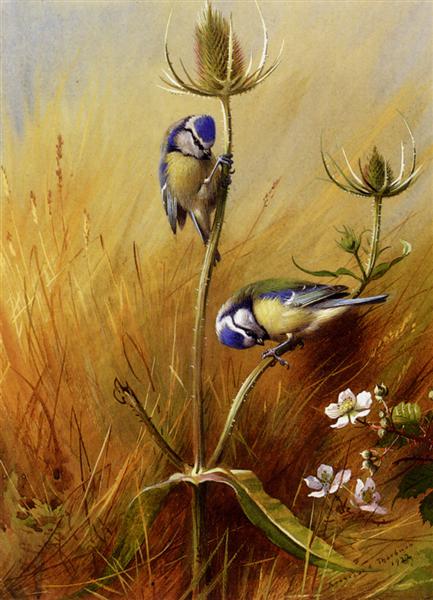 Paint By Number Bluetits On A Teasel - Archibald Thorburn