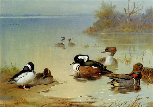 Paint By Number Buffel Headed Duck American Green Winged Teal And Hooded Merganser - Archibald Thorburn