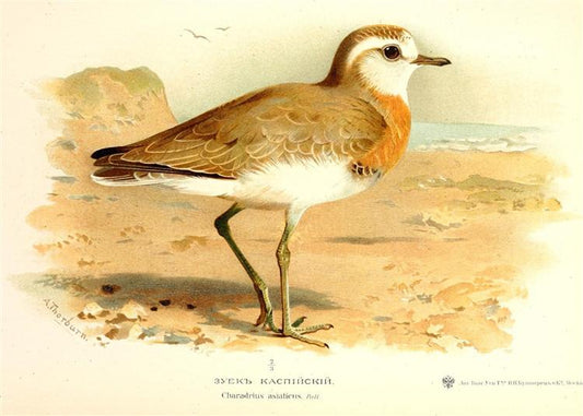 Paint By Number Caspian Plover - Archibald Thorburn