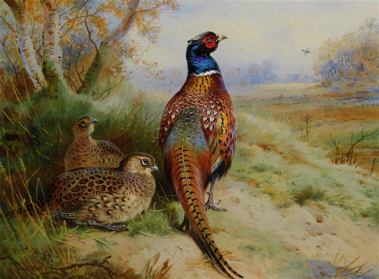 Paint By Number Cock and Hen Pheasant at the Edge of a Wood - Archibald Thorburn