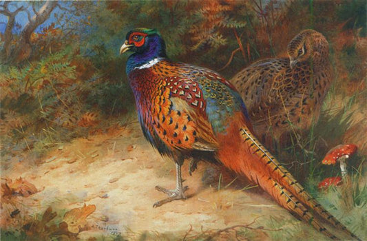 Paint By Number Cock and hen pheasant in the undergrowth - Archibald Thorburn