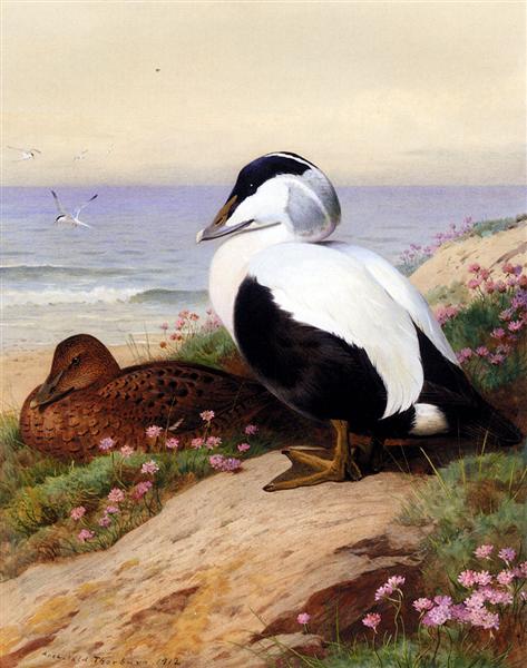 Paint By Number Common Eider Ducks - Archibald Thorburn