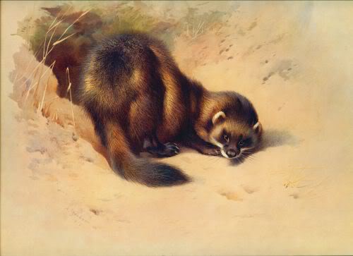 Paint By Number European polecat - Archibald Thorburn