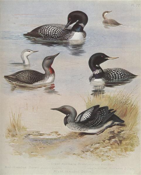 Paint By Number Great Northern Diver - Archibald Thorburn