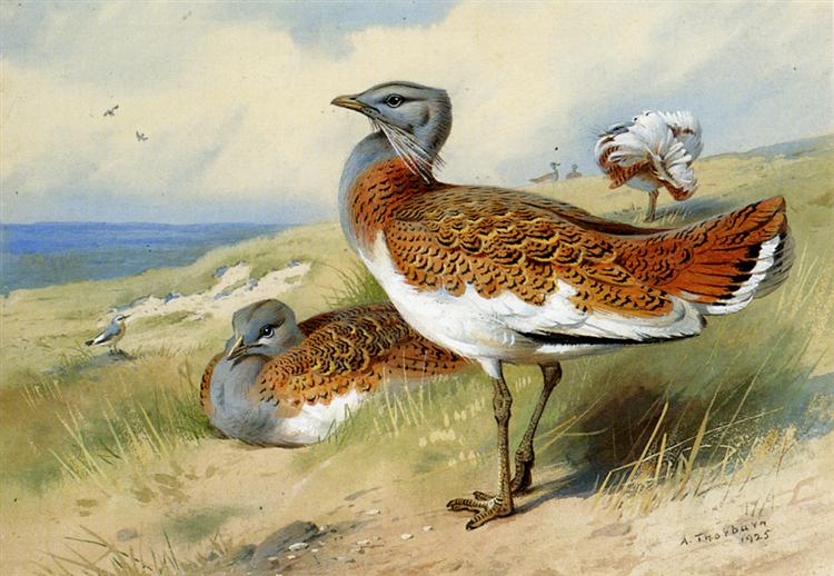 Paint By Number Great bustards - Archibald Thorburn