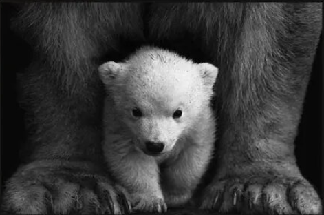 Paint By Number Maternal Serenity Polar Bear and Cub