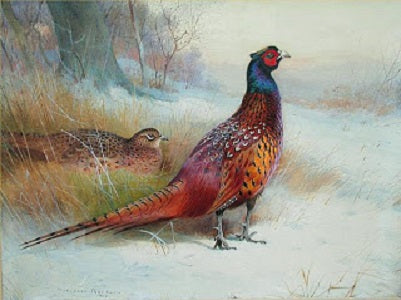 Paint By Number Old English Pheasant - Archibald Thorburn