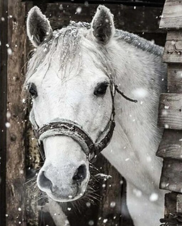 Paint by Number Snowy Christmas Horse
