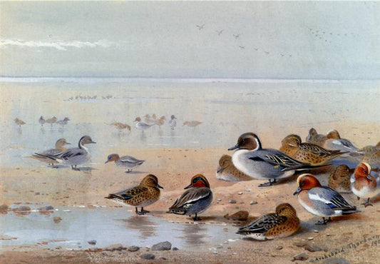 Paint By Number Pintail, Teal And Wigeon, On The Seashore - Archibald Thorburn