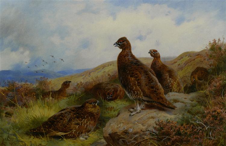 Paint By Number Red Grouse Packing Archibald Thorburn