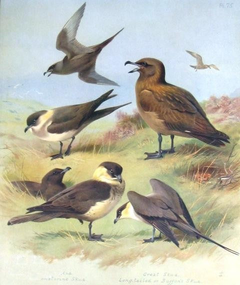 Paint By Number Richardson's Skua, Great  Skua, Pomarine Skua - Archibald Thorburn