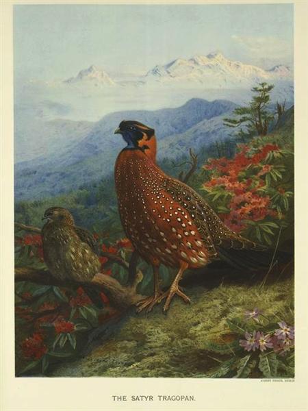 Paint By Number Satyr-Tragopan - Archibald Thorburn