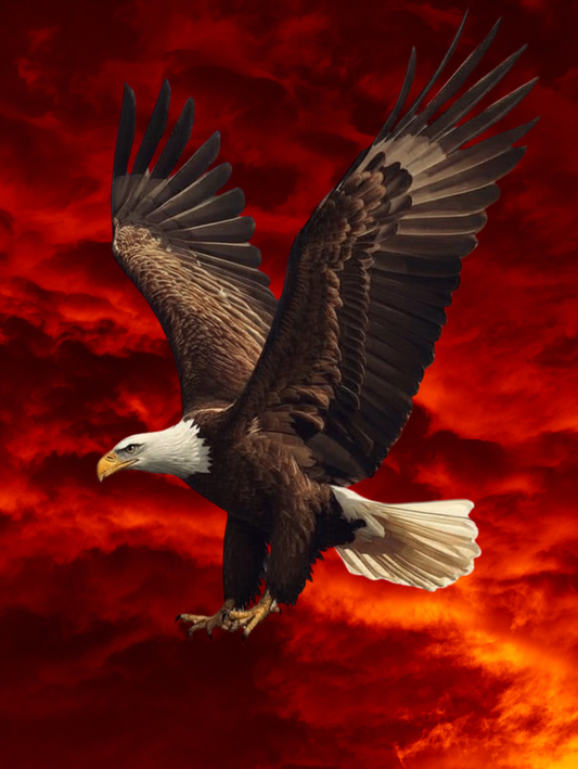 Paint by Number Soaring Bald Eagle Against Dramatic Red Sky - DIY Paint by Number Kit
