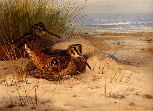 Paint By Number Woodcock Nesting On A Beach - Archibald Thorburn