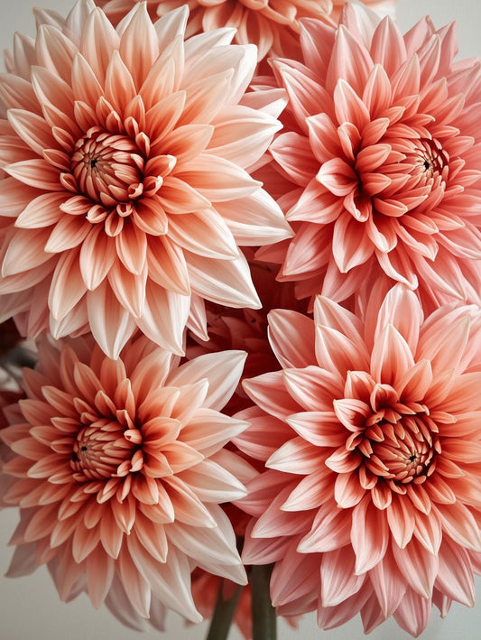 Paint by Number Coral Dahlia Bloom – Floral Paint by Number Kit